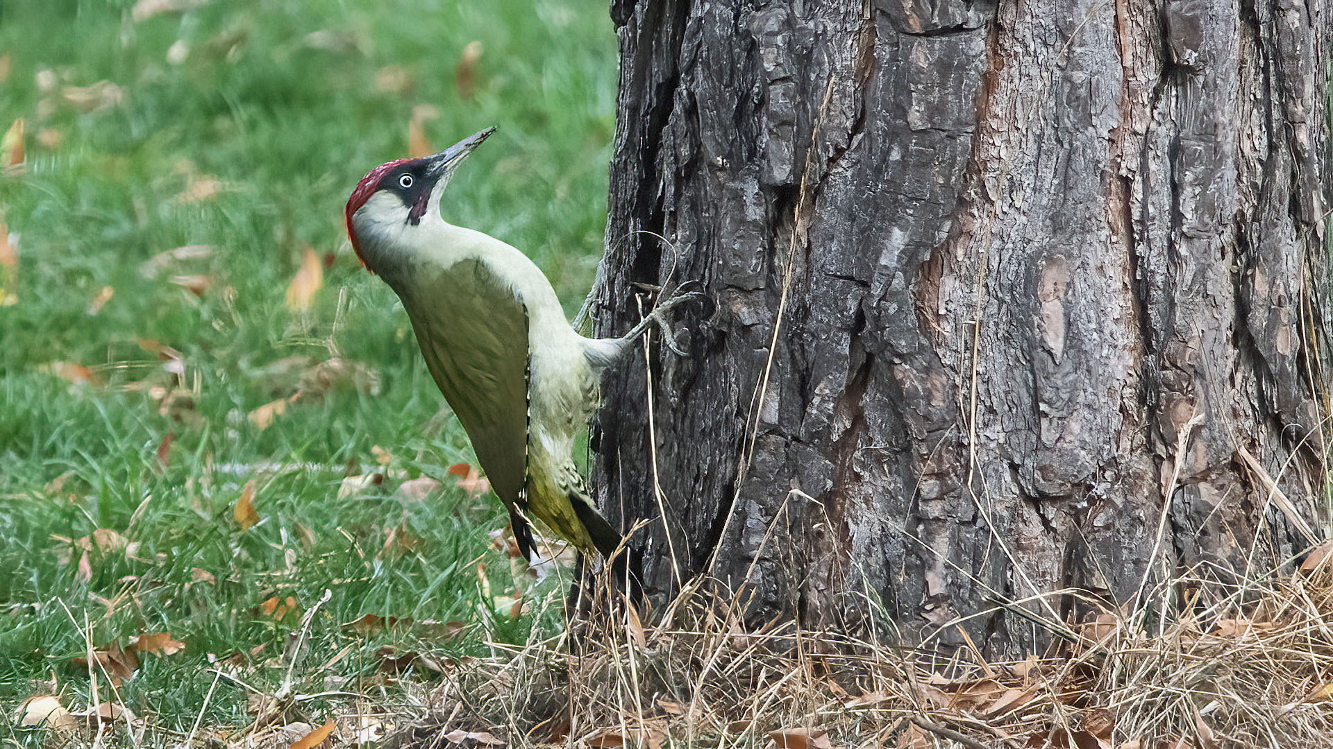 Eurasian Green Woodpecker